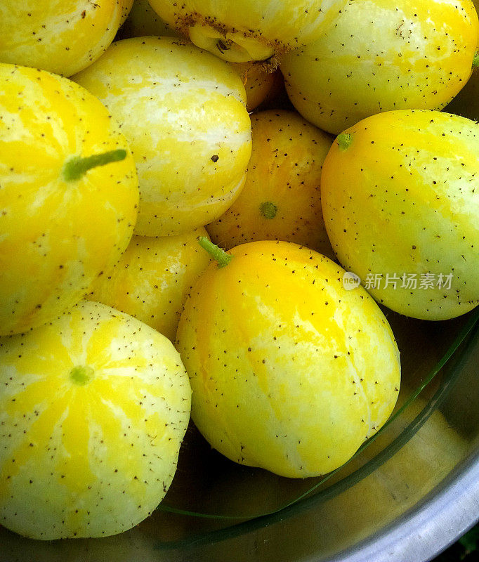 柠檬黄瓜(Cucumis sativus)